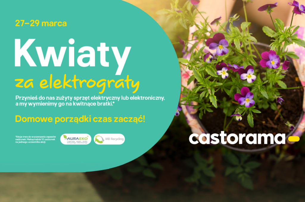 kwiaty za elektrograty bratki